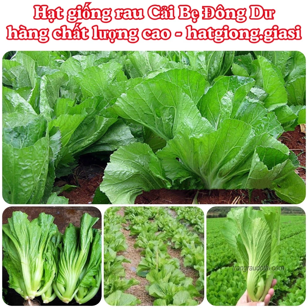 Hạt giống cải bẹ dông dư cao sản