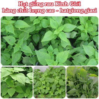 Hạt giống kinh giới