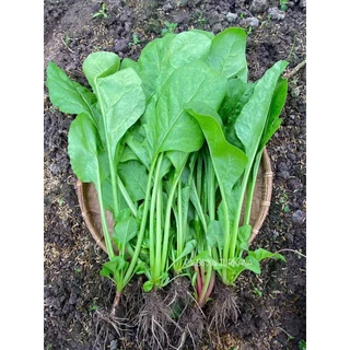 [Seeds] Hạt giống Cải bó xôi F1 TURKANA, đóng gói 5gr