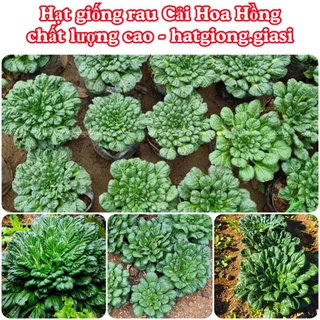 Hạt giống cải hoa hồng