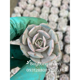 Cây sen đá lola size 3-4cm🌱_hàng sẵn