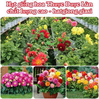 Hạt giống thược dược lùn rất đẹp