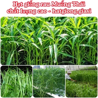 Hạt giống rau muống thái cao sản