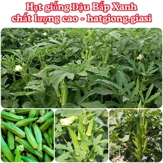 Hạt giống đậu bắp xanh cao sản