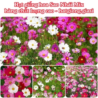 Hạt Giống Hoa Sao Nhái Mix Đủ Màu (gói 300 hạt)