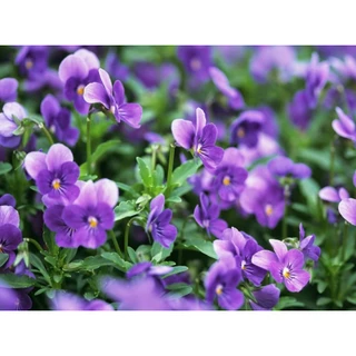 Hạt giống hoa Violet