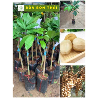 Cây bòn bon thái - nhanh quả và dễ trồng