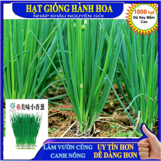 Deal 1K - 1000 Hạt Giống Nhập Khẩu Đài Loan Nguyên Gói và 50 hạt giống hành hoa (hành lá) cao sản - Tập làm vườn