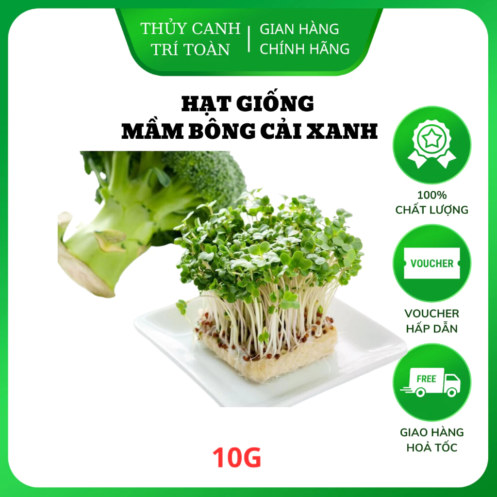 Hạt giống Mầm Bông Cải Xanh dễ trồng, nhanh thu hoạch, giàu dinh dưỡng (gói 10gr) - Hạt giống Rạng Đông