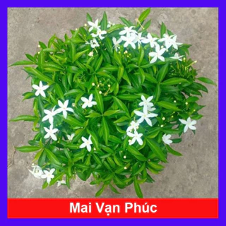 Cây Mai Vạn phúc gui cây như ảnh 2