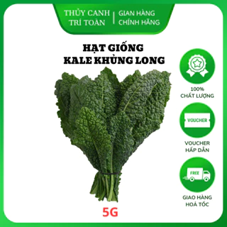 Hạt giống Cải Kale Khủng Long (cải xoăn kale khổng lồ) trồng quanh năm (gói 5gr) - Hạt giống Rạng Đông