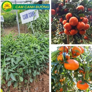 CÂY GIỐNG CAM ĐƯỜNG CANH GHÉP CHO QUẢ SỚM