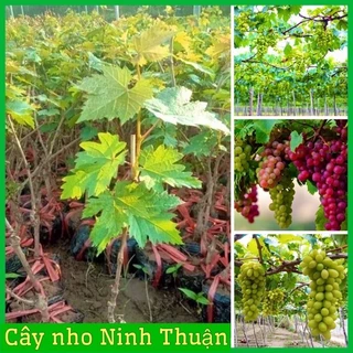 Cây Nho Ninh Thuận dễ trồng dễ chăm sóc chỉ 6 tháng cho trái