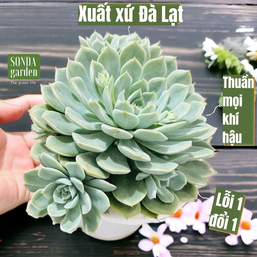 Sen đá liên đài SONDA GARDEN size đại 20cm, cây cảnh trang trí nhà cửa, lỗi 1 đổi 1