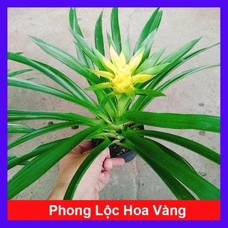 Cây Phong Lộc Hoa Vàng - cây cảnh để bàn (Ảnh Thật) cây giao như video