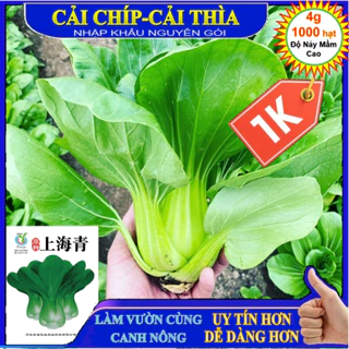 Deal LỖ 1K - 1000 Hạt giống rau cải thìa (cải chíp- cải chít) NGUYÊN GÓI NHẠP KHẨU Tập làm vườn cùng CANH NÔNG