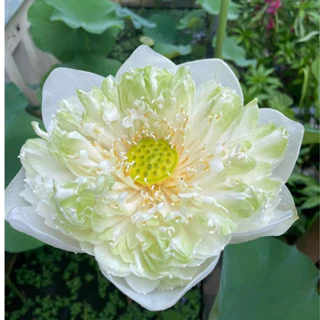 Củ sen quan âm Thơm trắng ra hoa Siêu Sớm sau 30-40 ngày trồng quanh năm HẠT GIỐNG