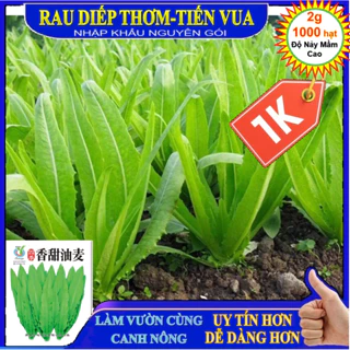 Deal LỖ 1K - 300 Hạt giống rau diếp thơm-Tiến Vua NGUYÊN TÚI NHẬP KHẨU - Tập làm vườn cùng CANH NÔNG