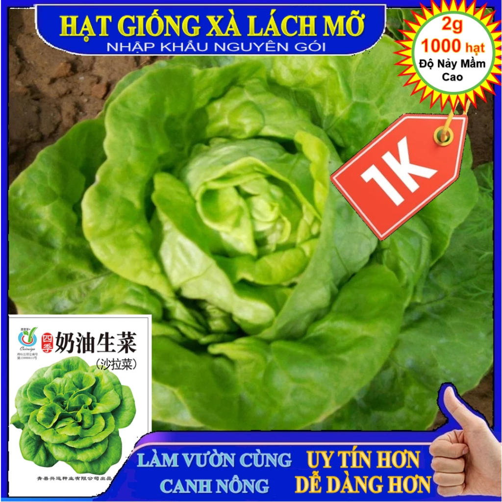 Deal LỖ 1K -1000 Hạt giống xà lách búp (xà lách đăm-xà lách cuộn) xanh-Tập làm vườn cùng CANH NÔNG