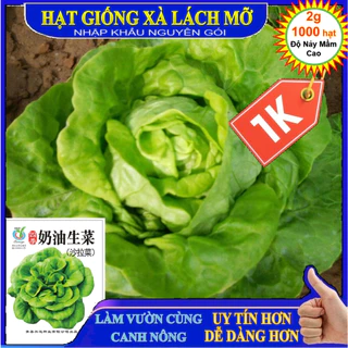 Deal LỖ 1K -1000 Hạt giống xà lách búp (xà lách đăm-xà lách cuộn) xanh-Tập làm vườn cùng CANH NÔNG