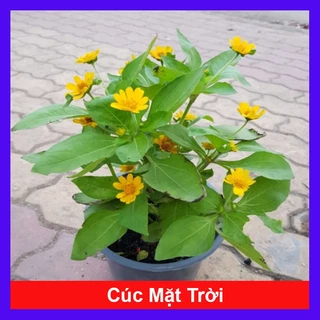 Cây Hoa Cúc Mặt Trời , mang lại may mắn, cây cao 30cm video thực tế