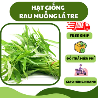 Hạt giống rau muống lá tre (20 gram) - giòn ngọt, dễ trồng cho năng suất cao