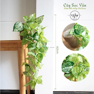 Cây giả, Cây rũ Sọc Vằn trang trí nhà cửa dài 62cm