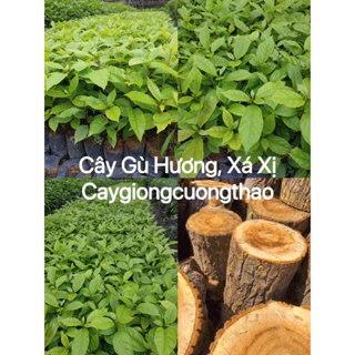 Cây giống Gù Hương, Xá Xị (mua 10 tặng 1)