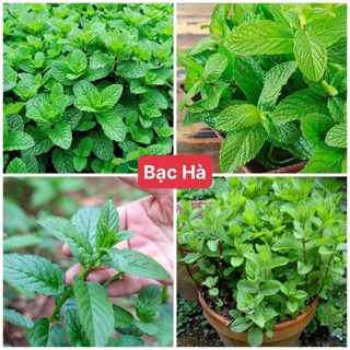 Hạt Giống Rau Bạc Hà F1