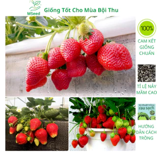 Hạt giống dâu tây chịu nhiệt quả To siêu trái, dâu tây đỏ khổng lồ ra quả quanh năm (Tặng kèm phân) - MSeed