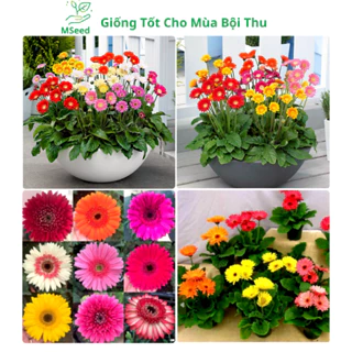 Hạt giống hoa Đồng Tiền kép mix màu, dễ trồng hoa quanh năm (Tặng kèm phân) - MSeed