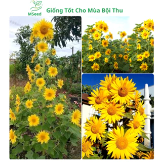 Hạt giống hoa hướng dương tháp vàng siêu bông, dễ trồng bông To hoa quanh năm (Tặng kèm phân) - MSeed
