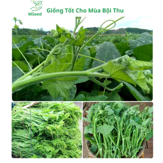 Hạt giống bí siêu ngọn cao sản, bí siêu đọt dễ trồng năng suất cao - MSeed