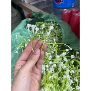 100gram cỏ bi Cụp trang trí bó hoa siêu đẹp