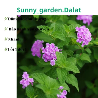 Chậu mềm Purple Lantana - Ngũ sắc tím rũ