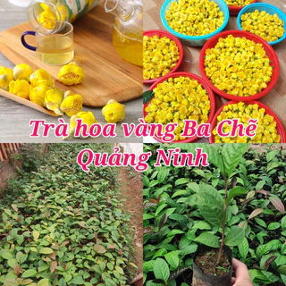 Cây giống trà hoa vàng Ba Chẽ Quảng Ninh cây cao 20-25cm( mua 10 cây tặng 1 ) #trà_hoa_vàng_ba_chẽ #cây_giống