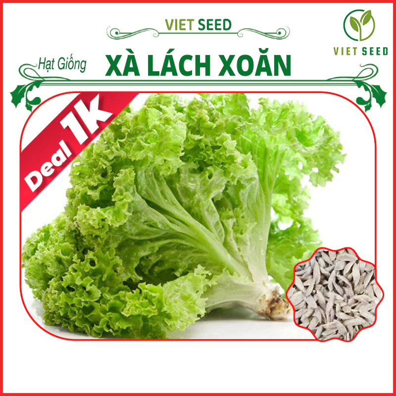 Deal 1k - Hạt Giống Xà Lách Xoăn Gói 100 Hạt - Hạt Giống 4 Mùa