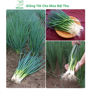 Hạt giống Hành lá, Hành hoa, Hành hương chịu nhiệt dễ trồng - MSeed