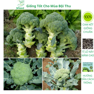 Hạt giống súp lơ xanh F1 cao sản chịu nhiệt dễ trồng (Tặng phân kích mầm) - MSeed