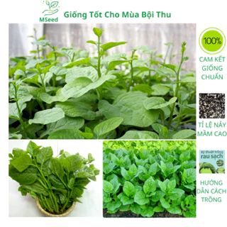 Hạt giống rau mồng tơi cao sản, mùng tơi lá to dễ trồng chống sâu bệnh - MSeed