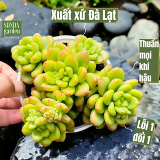 Sen đá sỏi thiên thanh xanh full nắng mưa SONDA GARDEN size trung bình 10cm, cây cảnh trang trí nhà cửa, lỗi 1 đổi 1