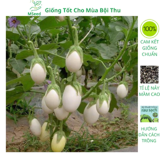 Hạt giống cà pháo trắng cao sản siêu trái ăn giòn, dễ trồng kháng sâu bệnh (Tặng phân kích mầm) - MSeed