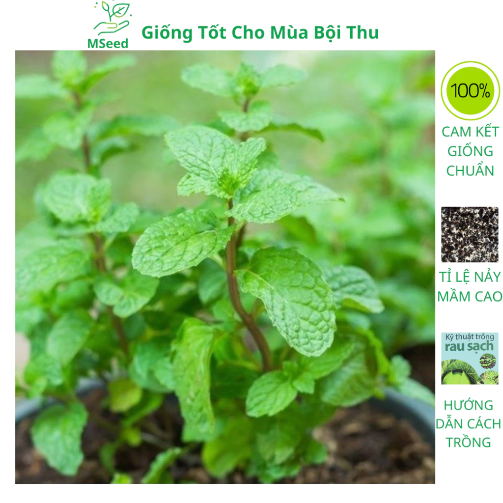 Hạt giống húng bạc hà, húng lủi (rau bạc hà ta) dễ trồng thơm ngon - MSeed