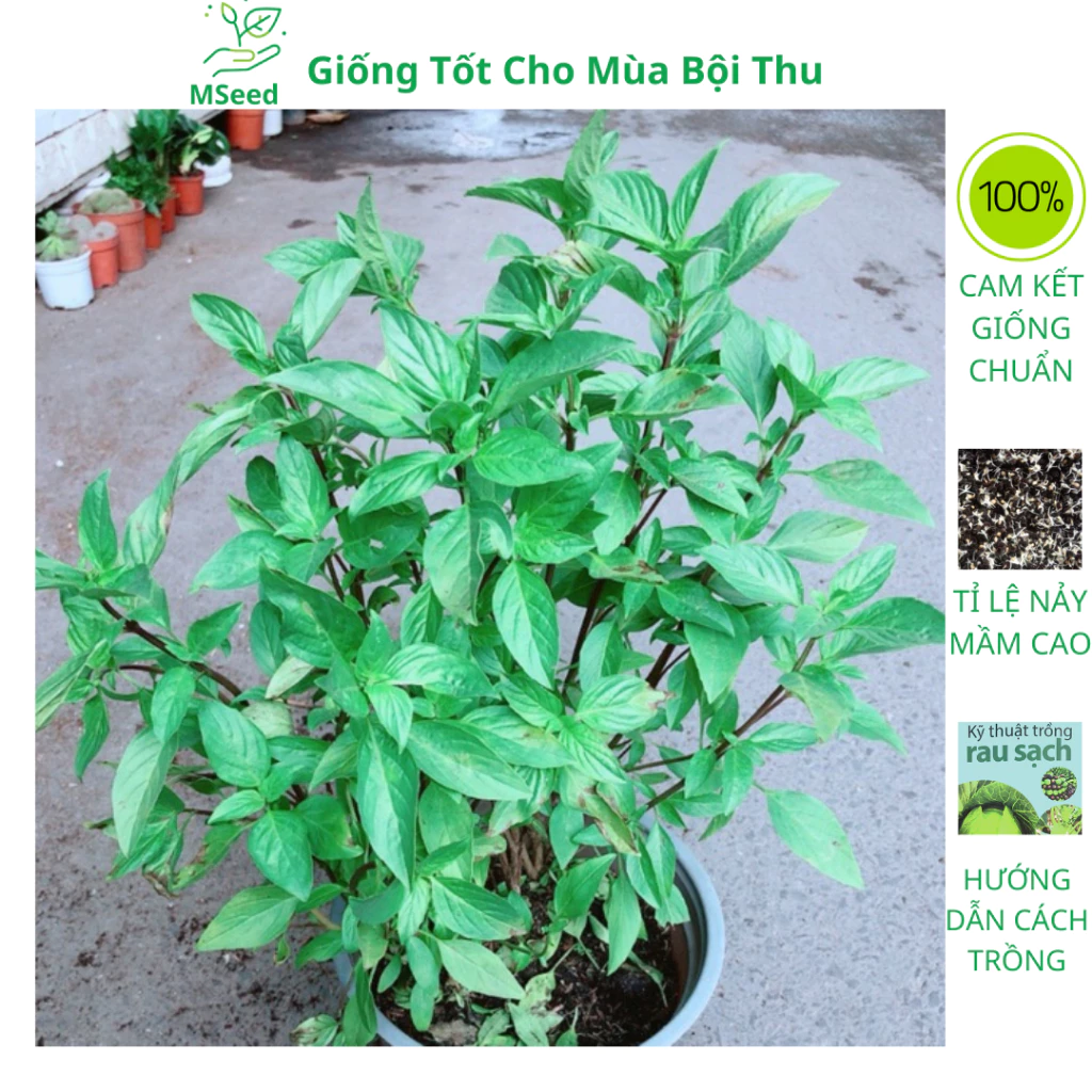 Hạt giống rau húng quế (húng chó) dễ trồng kháng sâu bệnh - MSeed