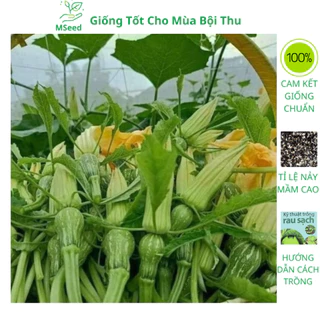 Hạt giống Bí siêu nụ cao sản, dễ trồng năng suất cao kháng sâu bệnh (Tặng phân kích mầm) - MSeed