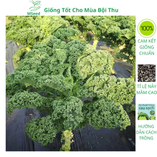 Hạt giống cải Kale, cải xoăn xanh dễ trồng năng suất cao kháng sâu bệnh - MSeed