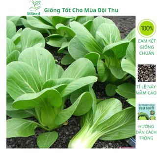 Hạt giống rau cải chip cao sản, rau cải thìa dễ trồng năng suất cao kháng sâu bệnh - MSeed