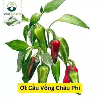 Hạt giống ớt cầu vồng Châu Phi gói 5 hạt 24HSeed