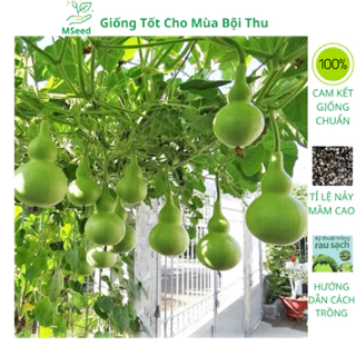 Hạt giống bầu hồ lô F1 siêu trái, chịu nhiệt dễ trồng (Tặng phân kích mầm) - MSeed