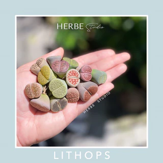 [herbe.studio] 10tặng1 Lithop - sen mông size 1-3cm màu xinh vân đẹp (giao ngẫu nhiên)